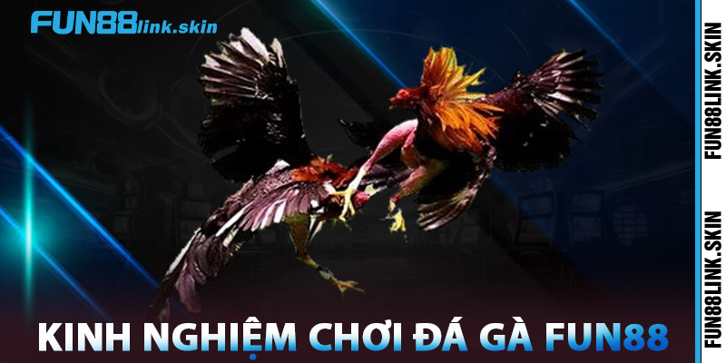 Đá Gà FUN88 – Sân Chơi Đá Gà Online Chuẩn Quốc Tế 2025 3 Kinh Nghiệm Chơi Đá Gà FUN88